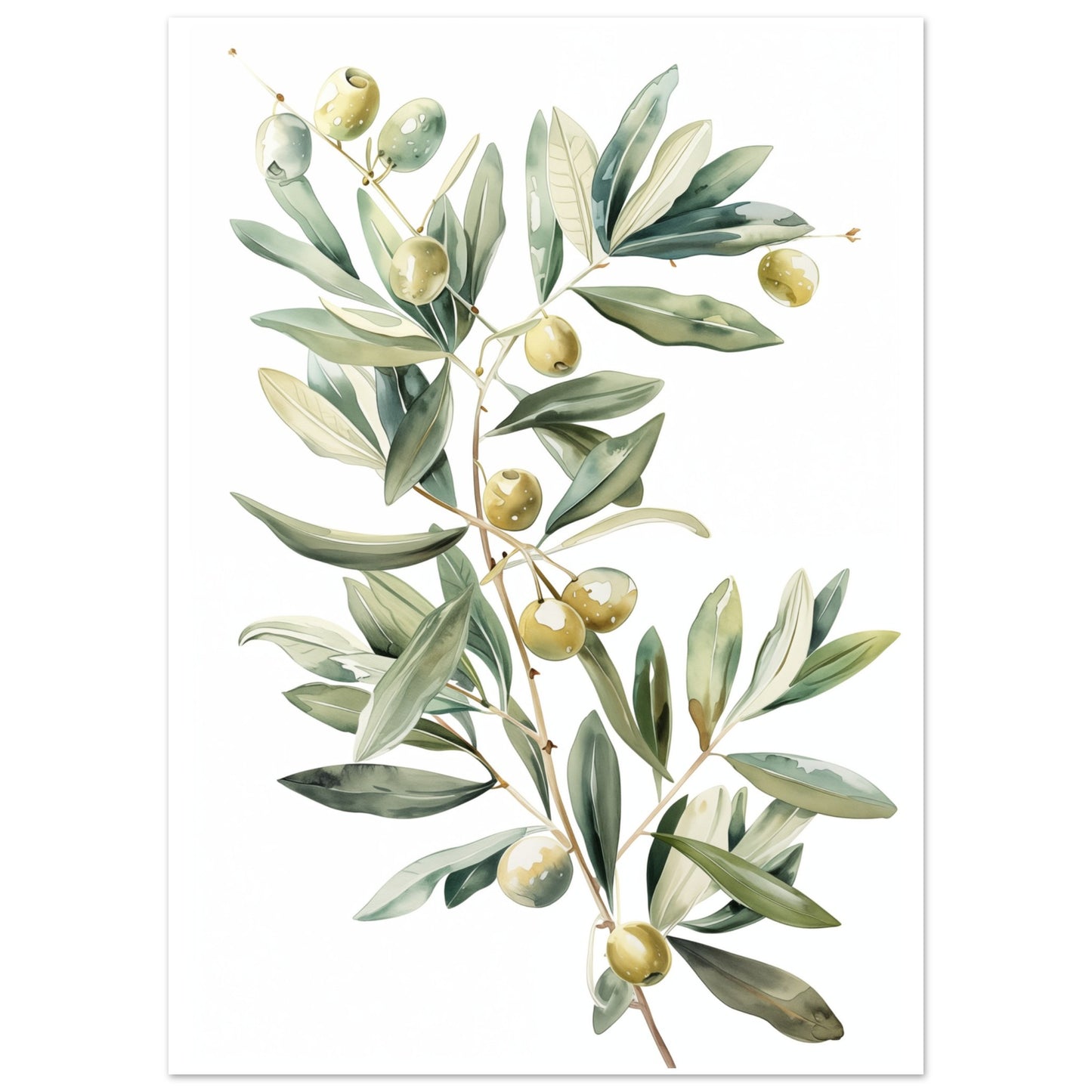 Mediterranean Olive Poster 50x70 cm - Pixara