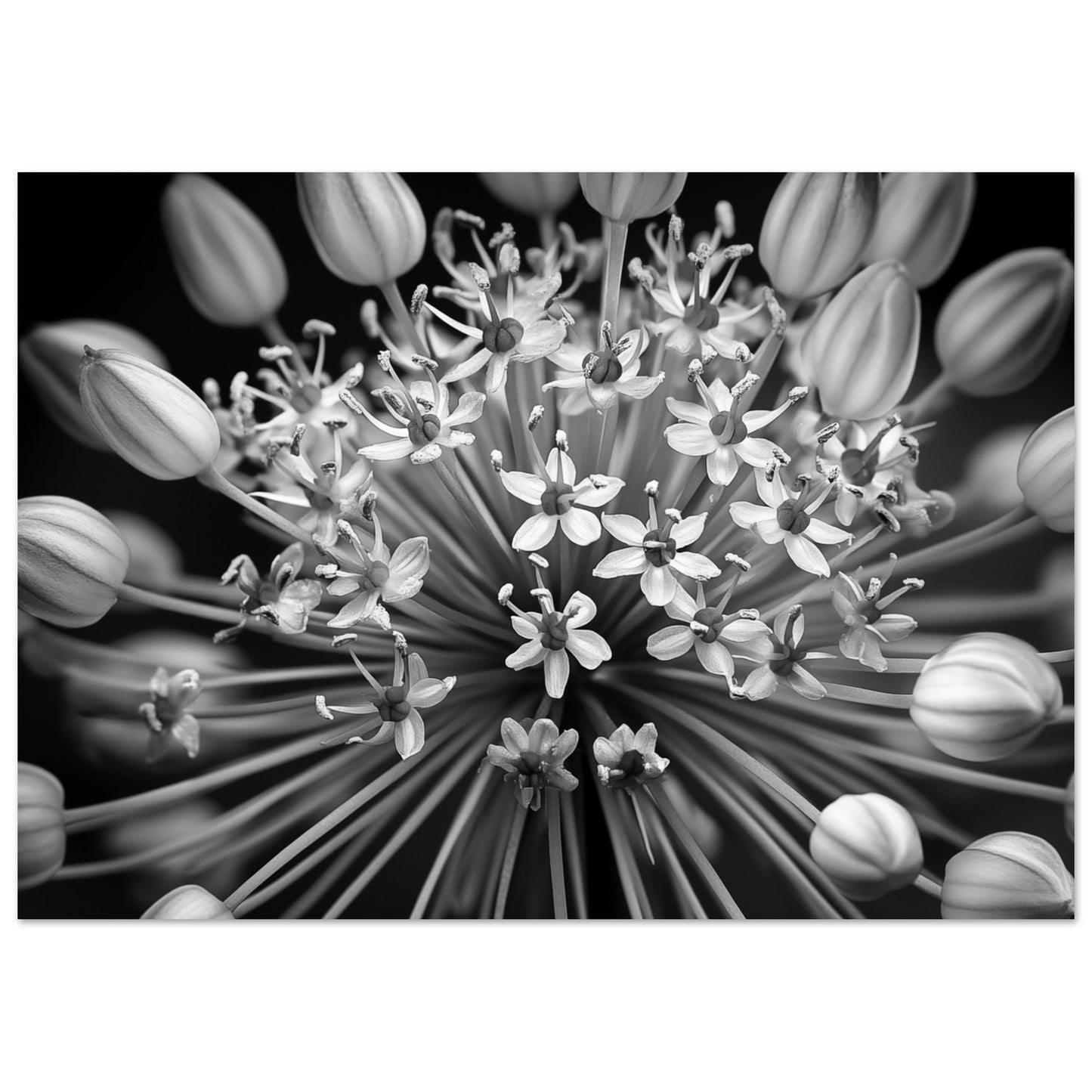 Allium-Symphonie Poster A4 21x29.7 cm - Pixara