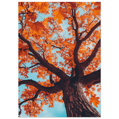 Majestätische Herbst-Eiche 50x70 cm - Pixara