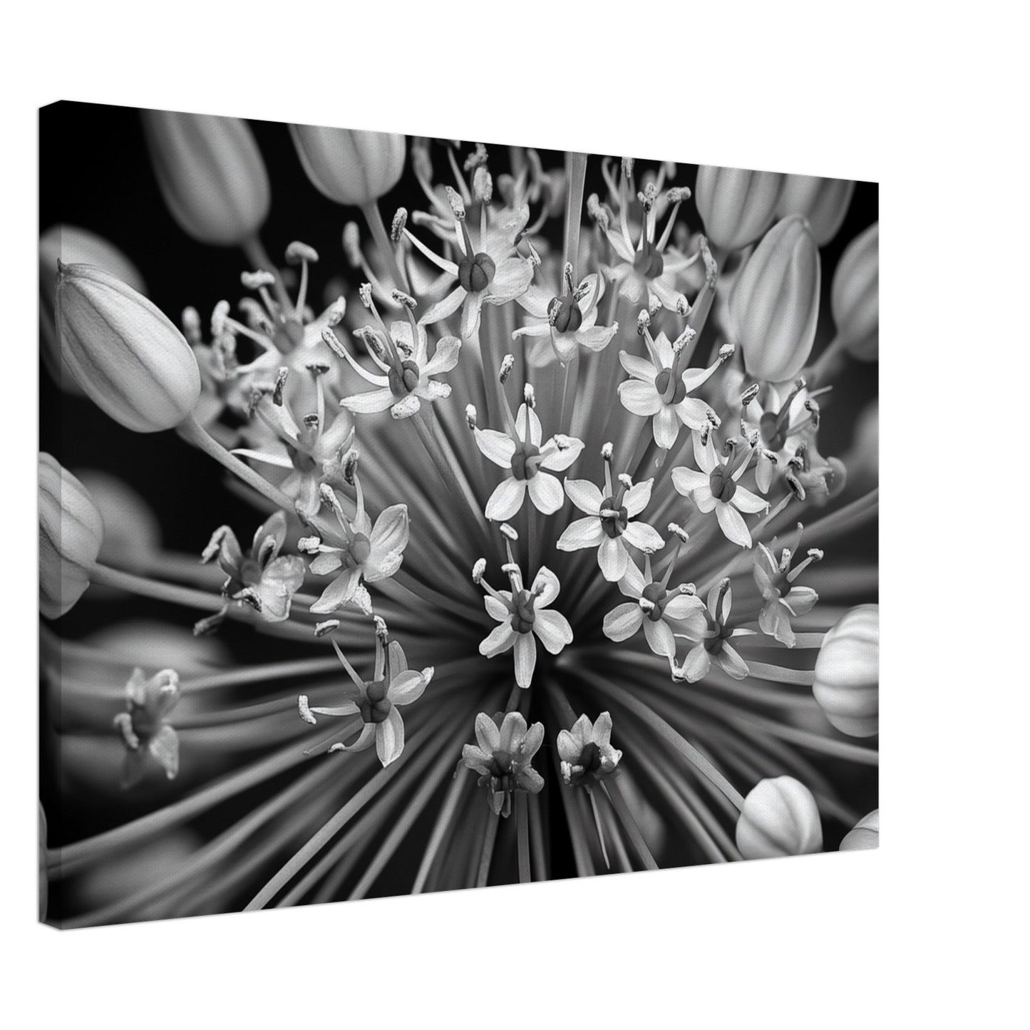 Allium-Symphonie Leinwand 50x70 cm - Pixara