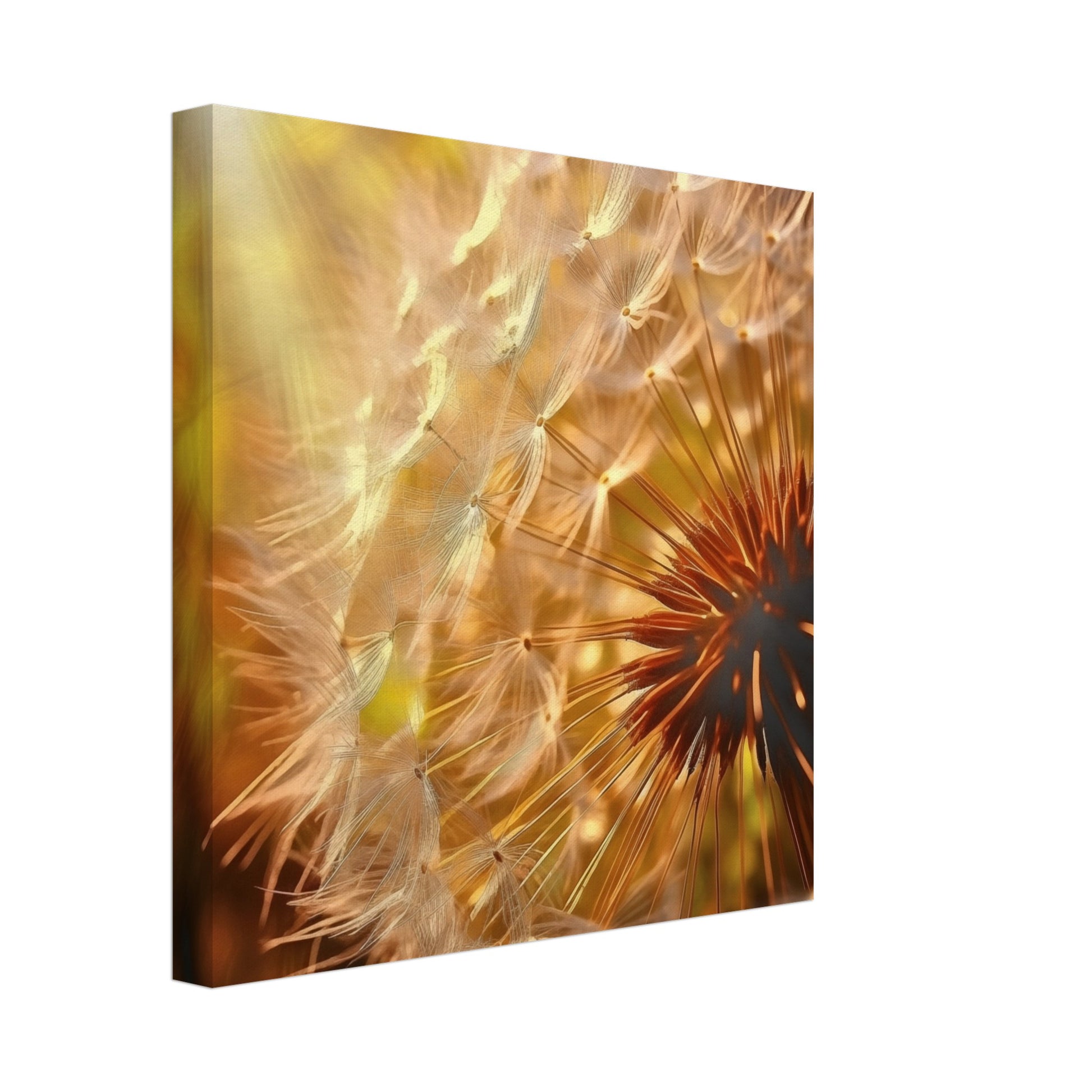 Leinwand „Pusteblume“ mit Makroaufnahme einer Pusteblume im warmen goldenen Gegenlicht, 30x30 cm