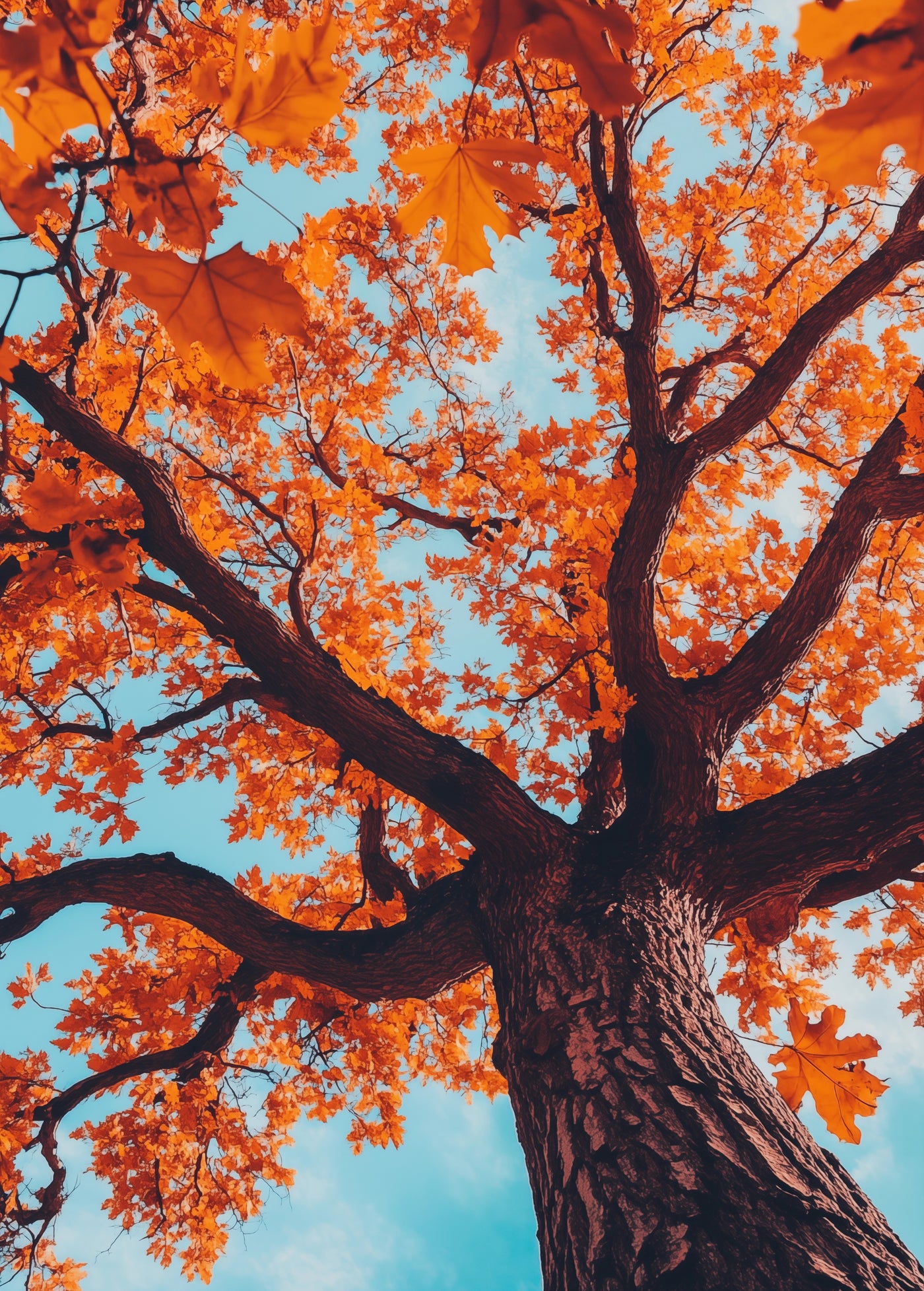 Majestätische Herbsteiche