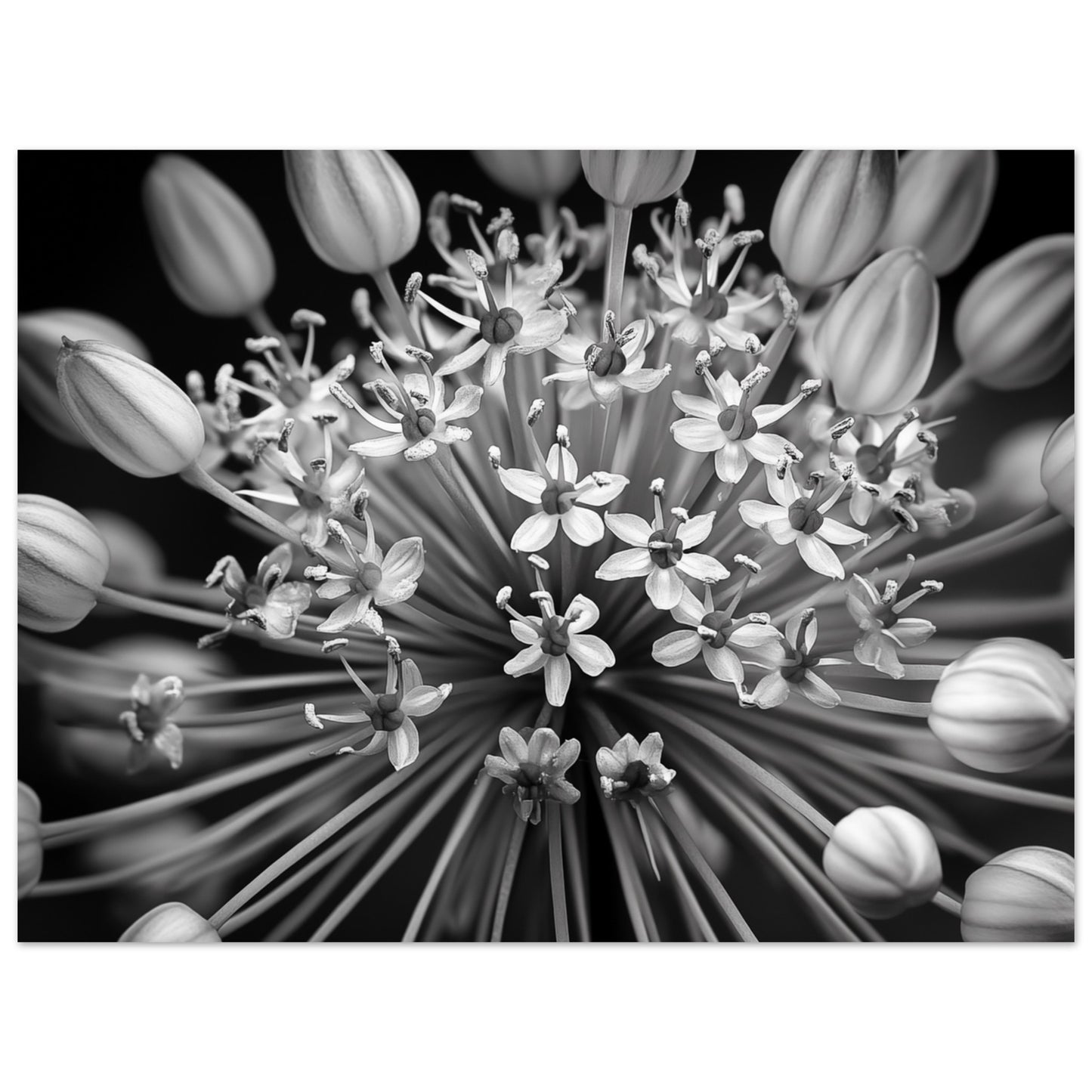 Allium-Symphonie Poster 30x40 cm - Pixara