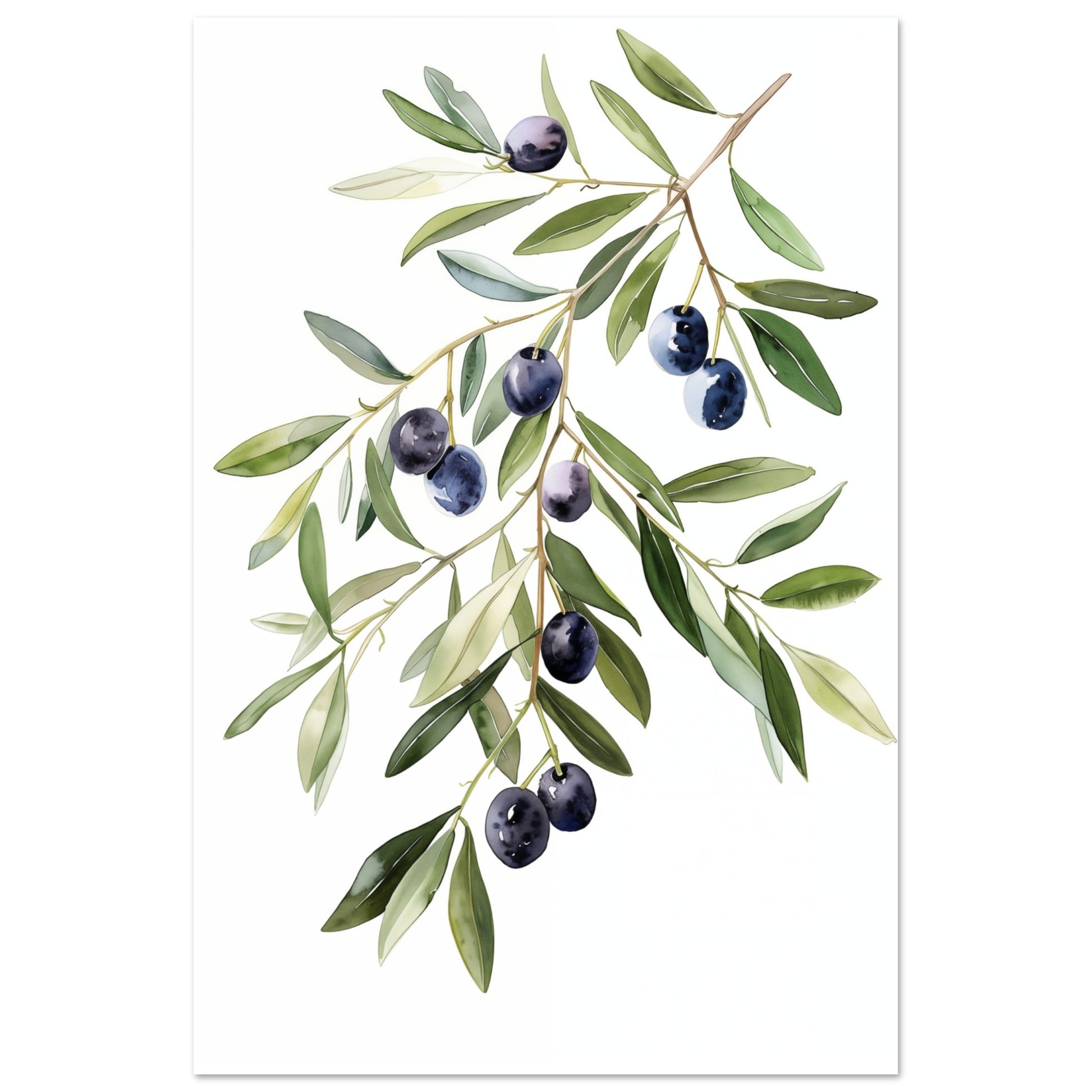 Olive Branch Serenity Poster 60x90 cm - Pixara