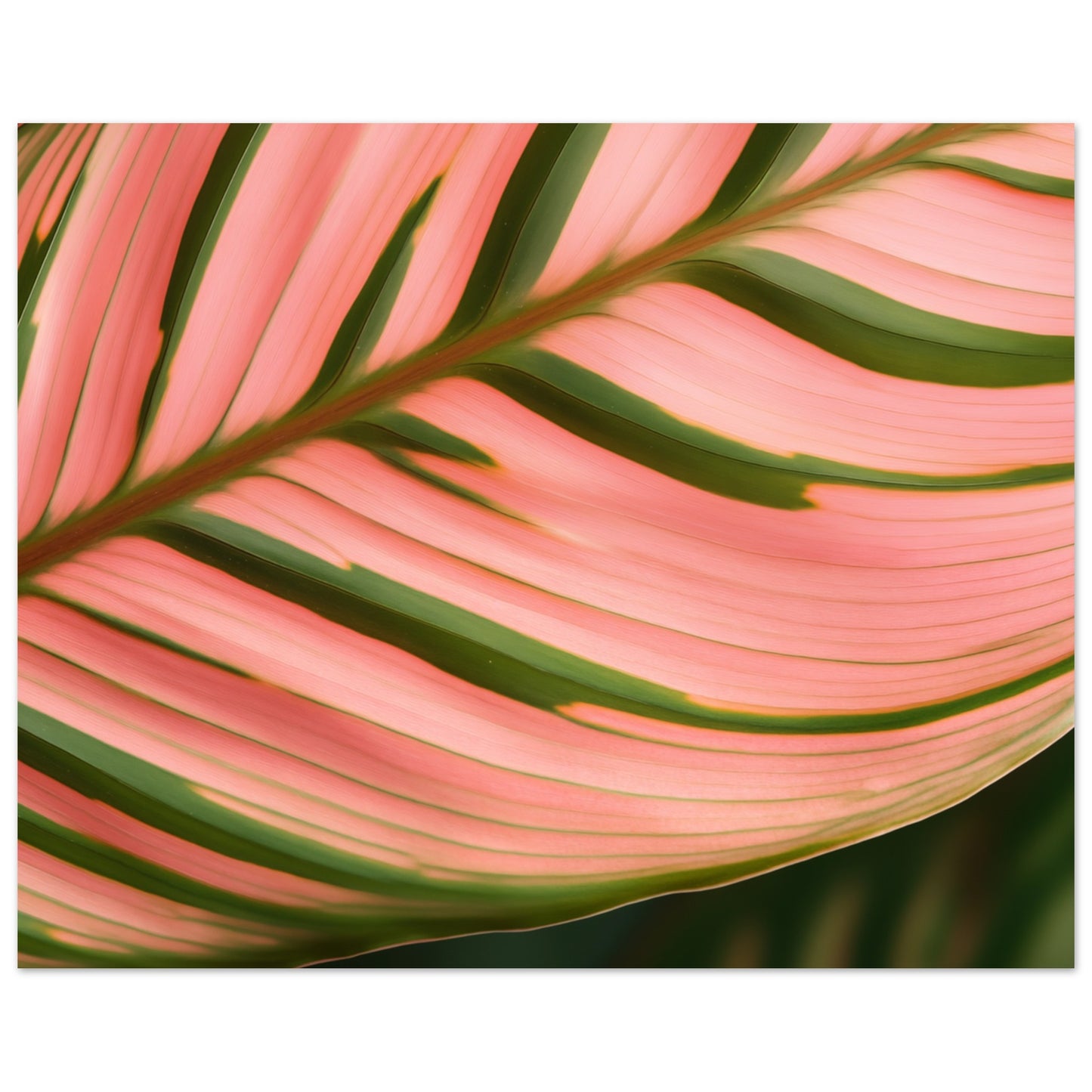 Calathea Farbenspiel Poster 40x50 cm - Pixara