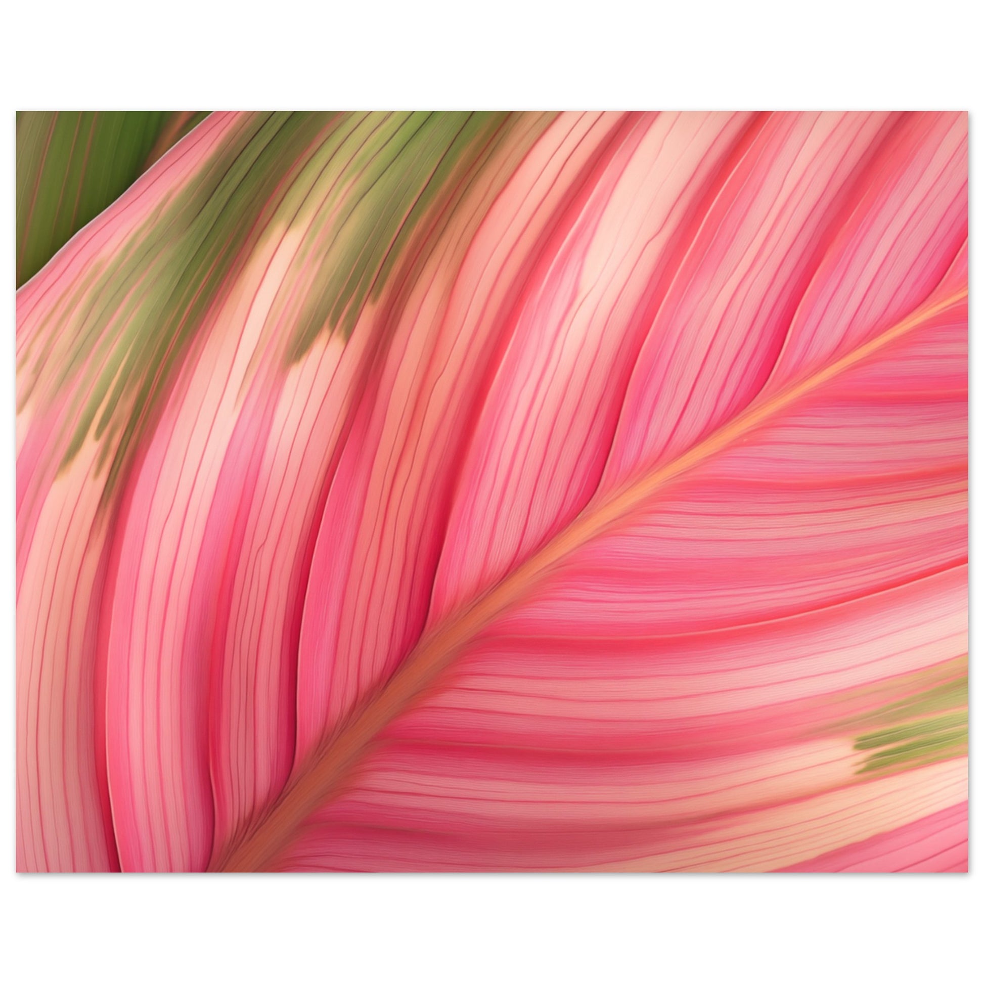 Poster „Calathea-Magie“ mit geschwungenes Calathea Blatt mit intensiven rosa und grünen Farbbändern, Format 20 × 25 cm