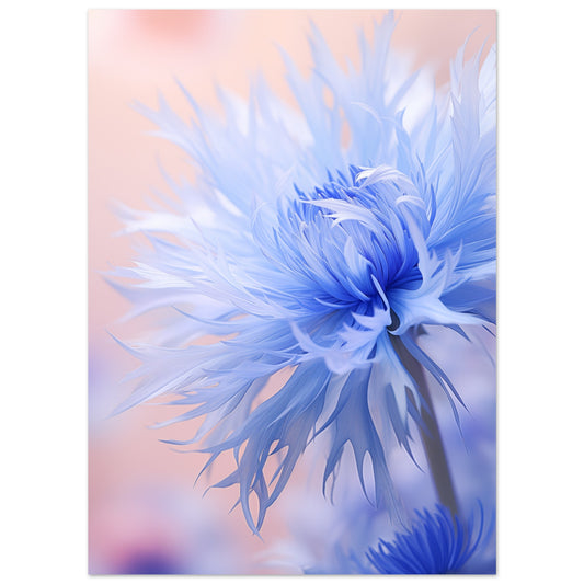 Poster „Kornblume“ mit zarte blaue Kornblumen in weicher Aquarelloptik vor roséfarbenem Hintergrund, 13x18 cm