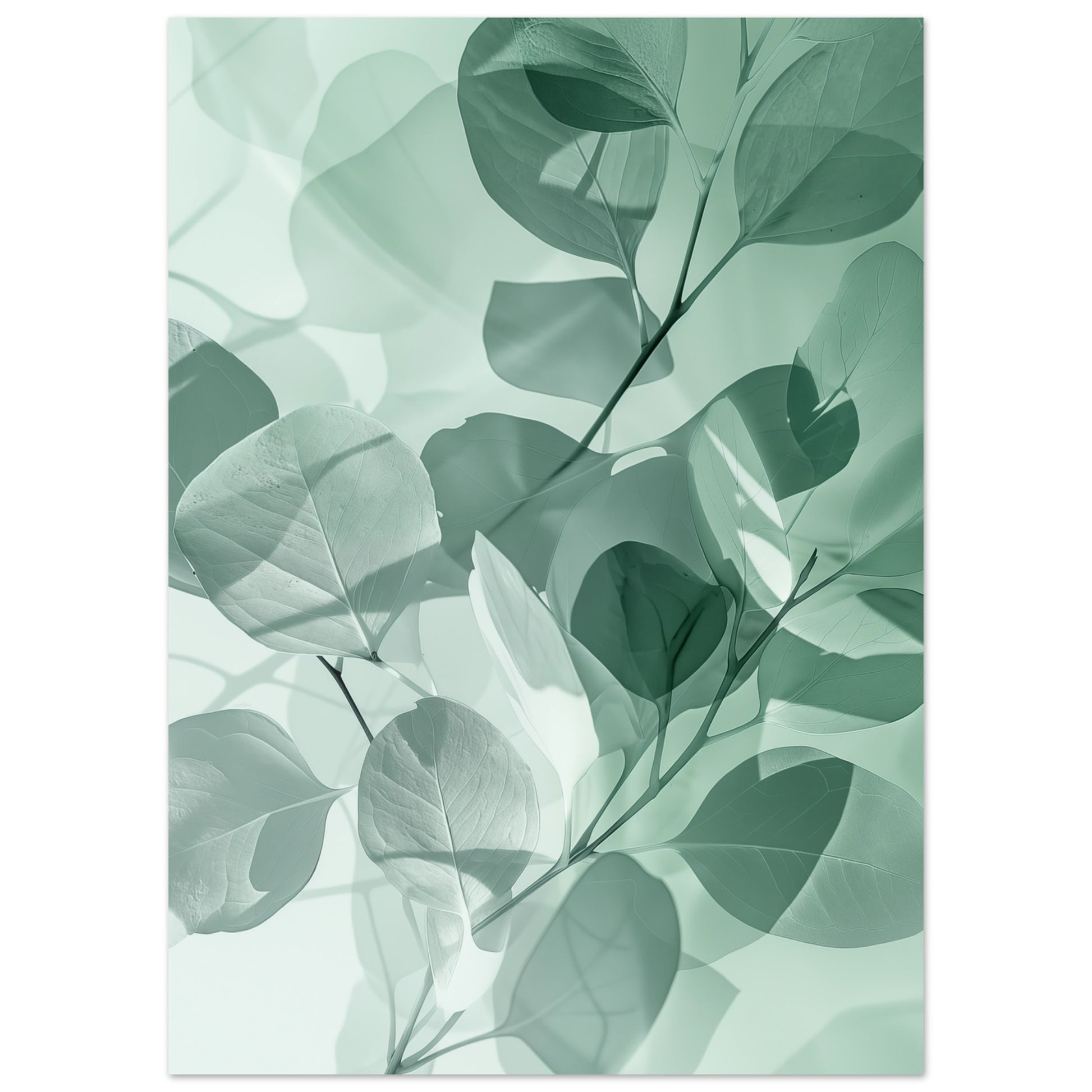 Eukalyptus-Träume Poster 50x70 cm - Pixara