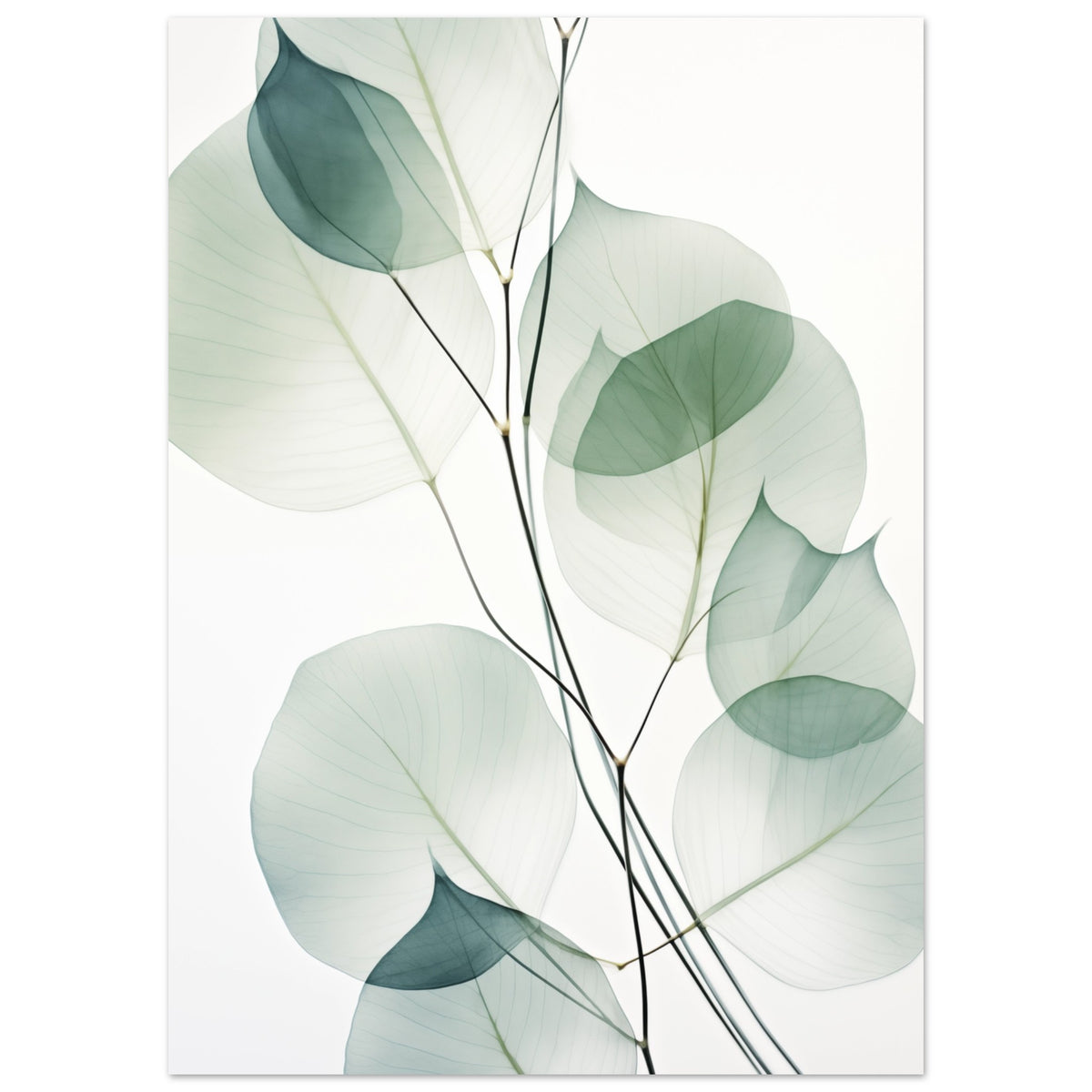 Poster „Eukalyptus Transluzenz“ mit transparente Eukalyptusblätter in Salbeigrün und Mint, 50x70 cm