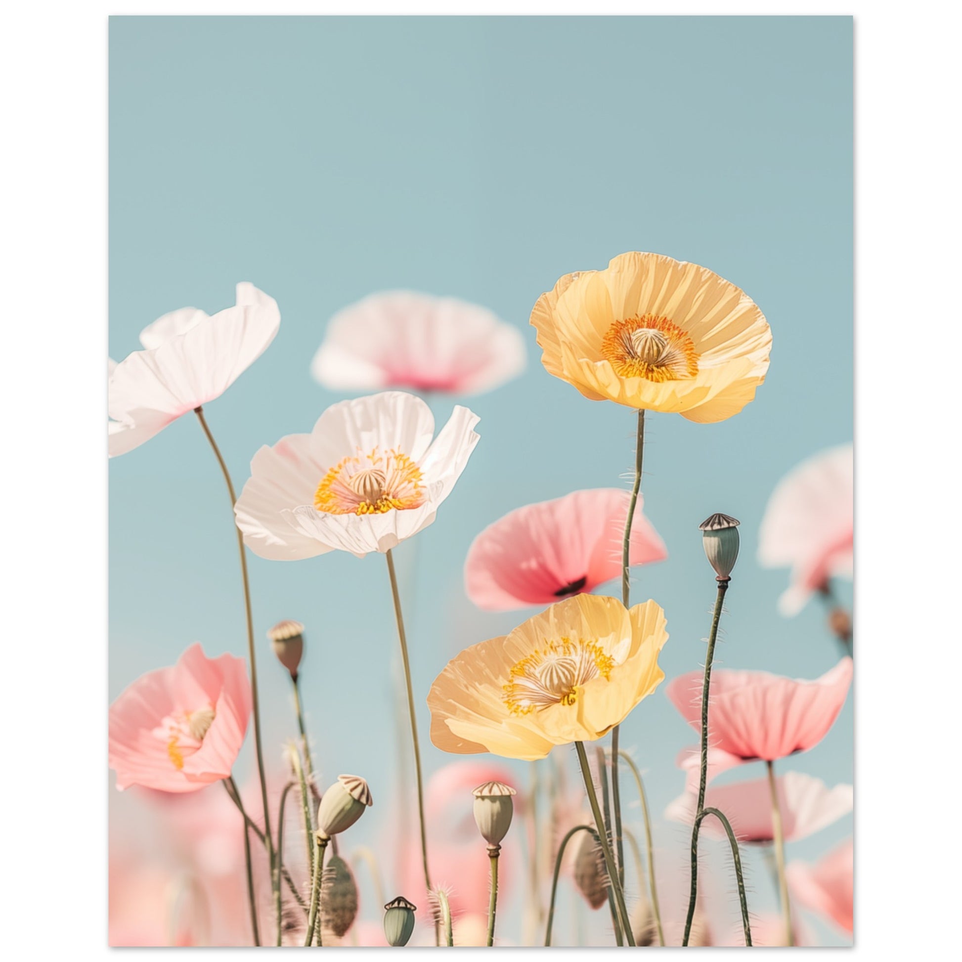 Mohnfeld 20x25 cm - Pixara