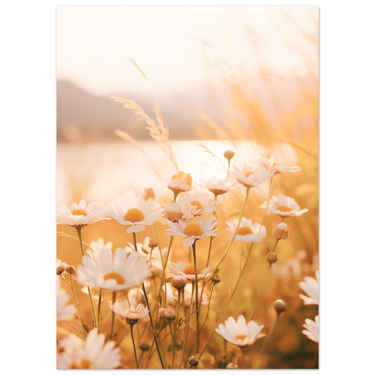 Poster „Abendleuchten“ mit Gänseblümchen und Gräsern im warmen goldenen Abendlicht, 13 × 18 cm