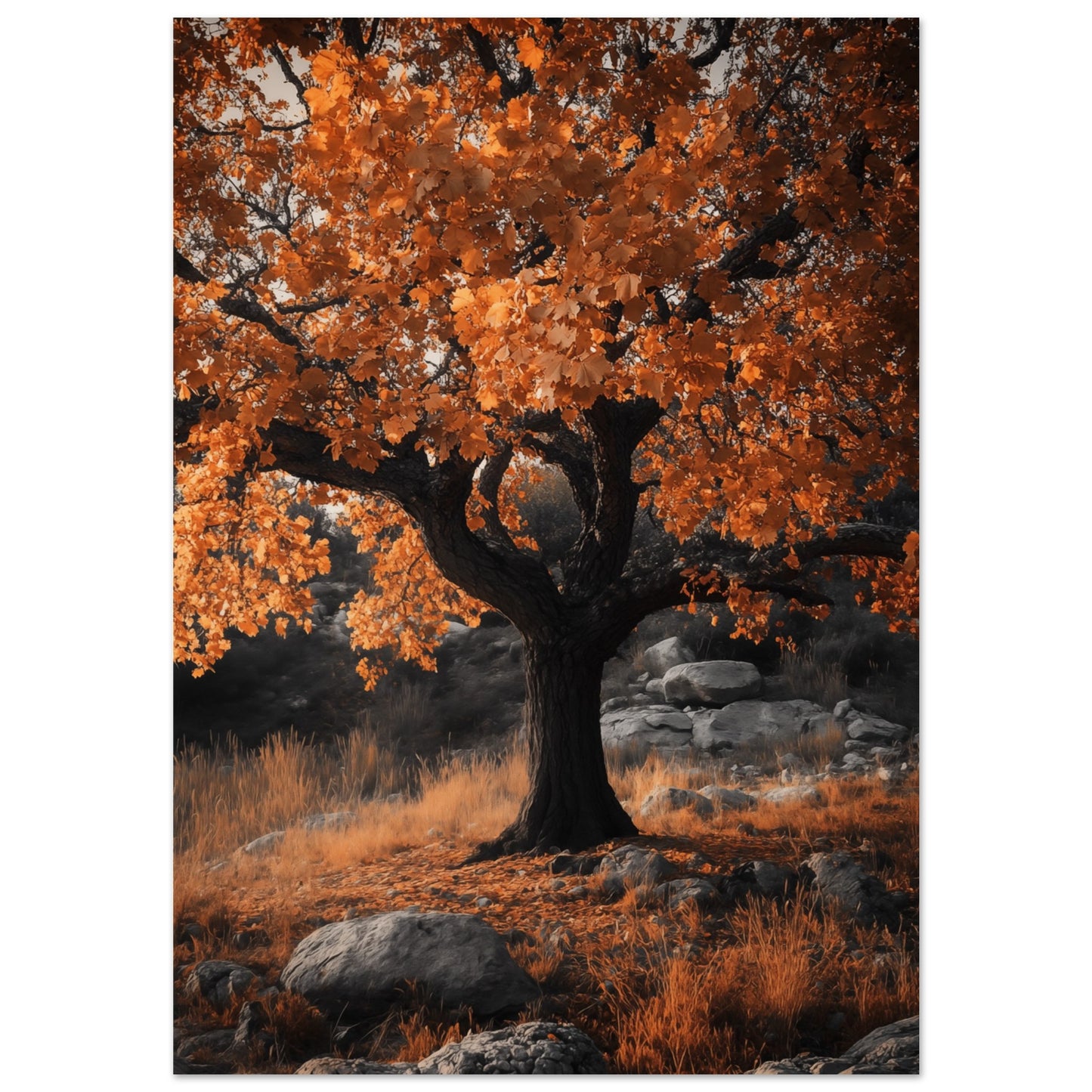 Eichenwunder im Herbst A4 21x29.7 cm - Pixara