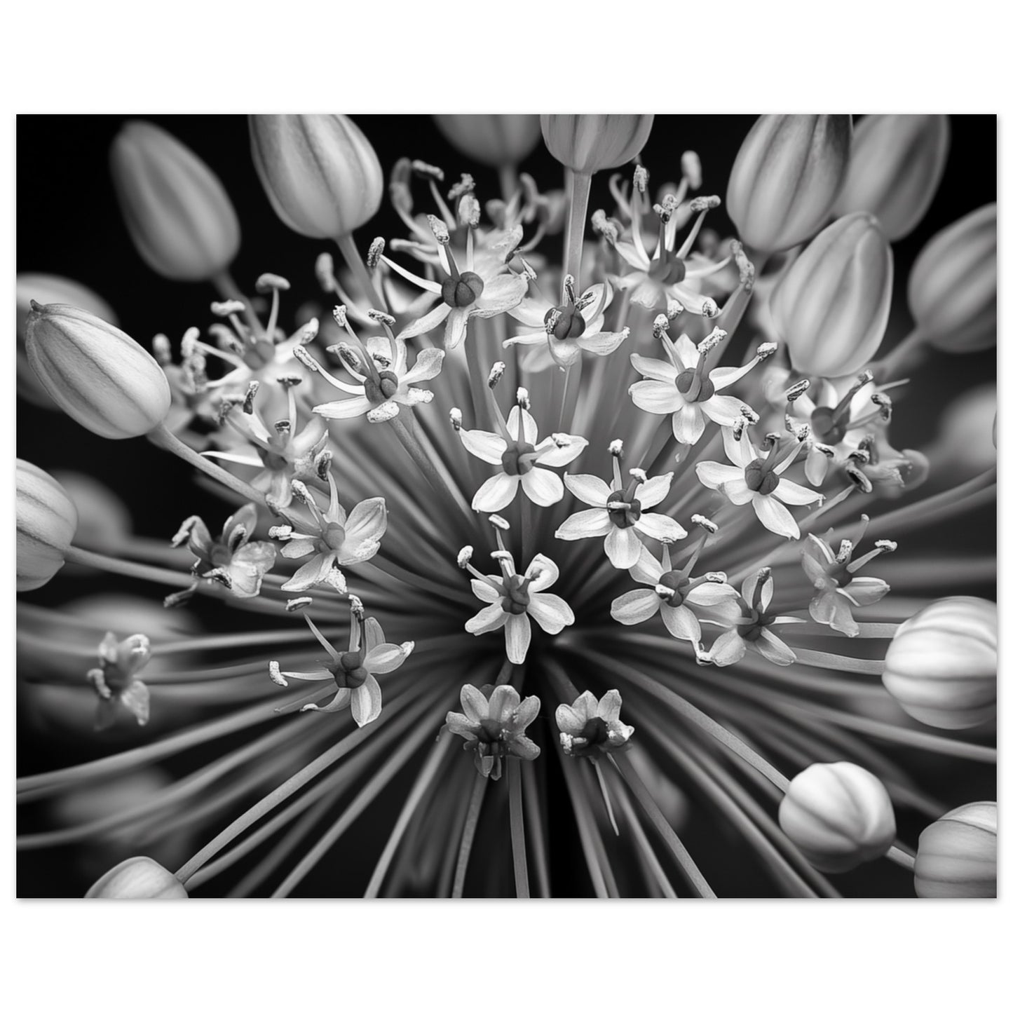 Allium-Symphonie Poster 40x50 cm - Pixara