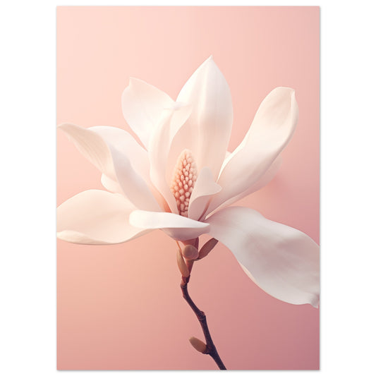 Poster „Frühlingserwachen“ mit weiße Magnolienblüte auf rosafarbenem Hintergrund, 13x18 cm
