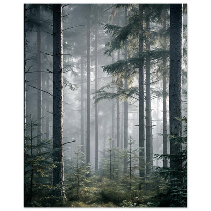 Morgennebel im Wald - Pixara