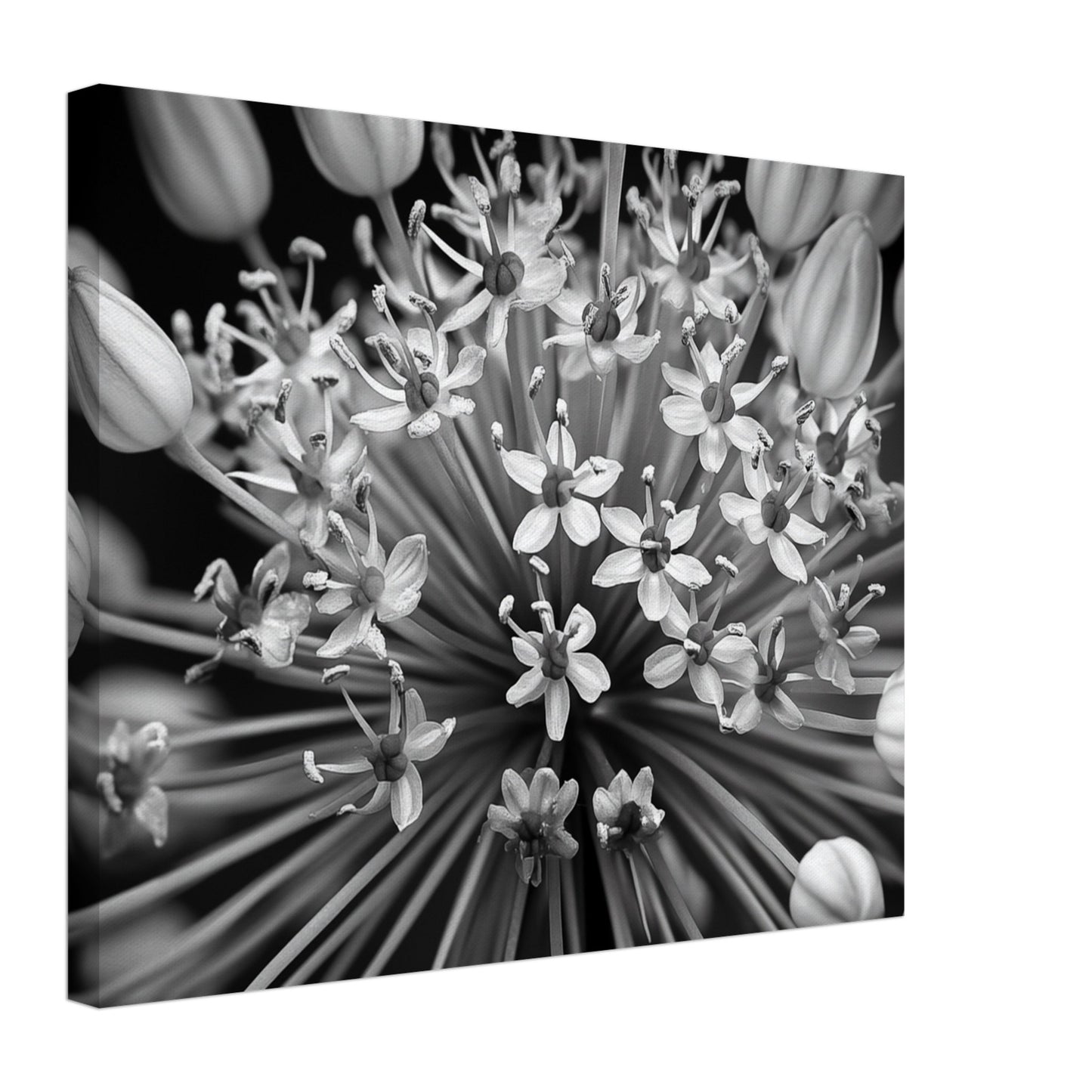 Allium-Symphonie Leinwand 40x50 cm - Pixara