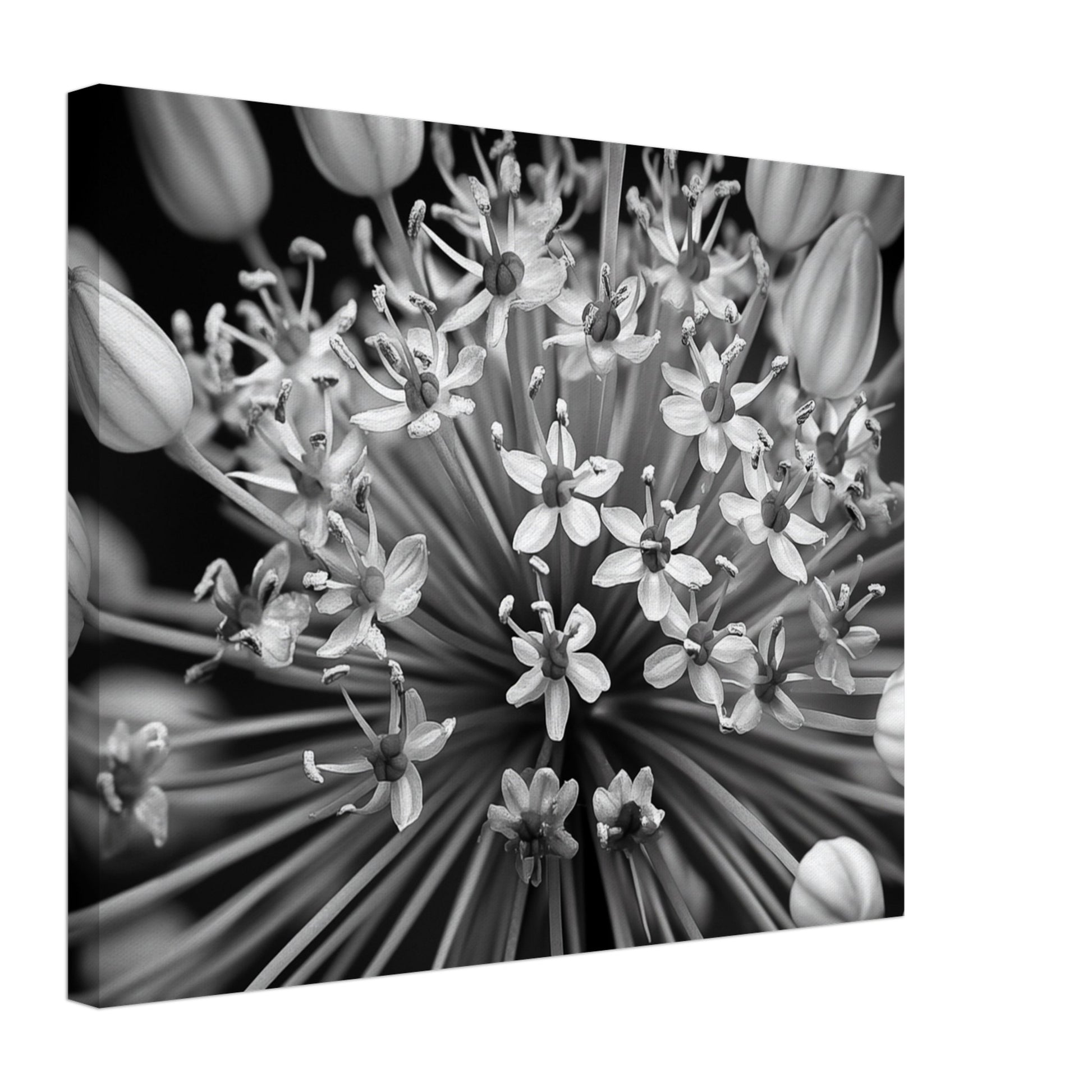 Leinwand „Allium-Symphonie“ mit kontrastreicher Schwarzweiß-Nahaufnahme einer Alliumblüte, 40 × 50 cm