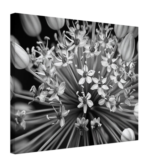 Leinwand „Allium-Symphonie“ mit kontrastreicher Schwarzweiß-Nahaufnahme einer Alliumblüte, 40 × 50 cm