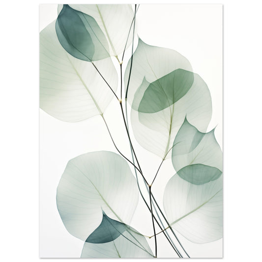 Poster „Eukalyptus Transluzenz“ mit transparente Eukalyptusblätter in Salbeigrün und Mint, 13x18 cm