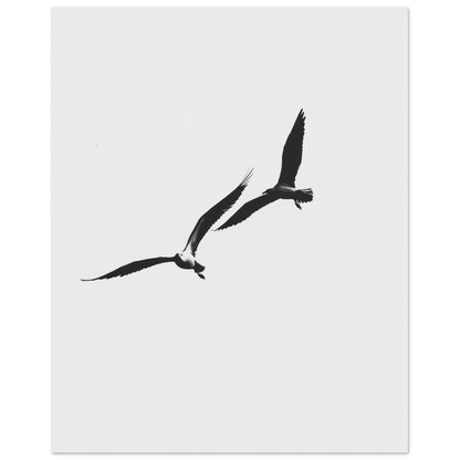 Schwarzer Flug Poster 40x50 cm - Pixara