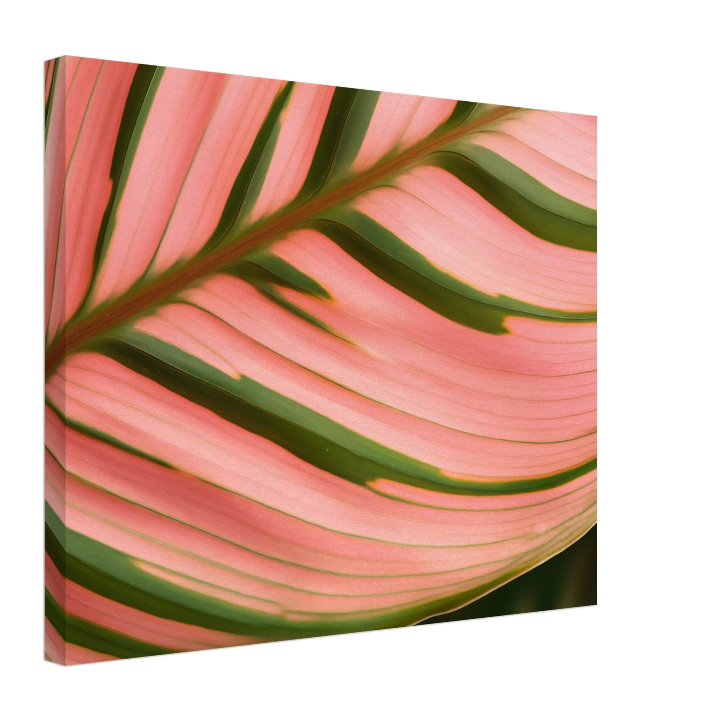 Calathea Farbenspiel Leinwand 40x50 cm - Pixara