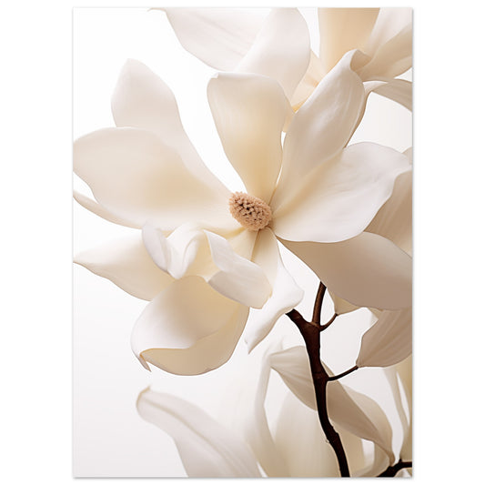 Poster „Reine Eleganz“ mit helle Magnolienblüten an dunklem Zweig in Creme, Beige und warmem Weiß, 13x18 cm
