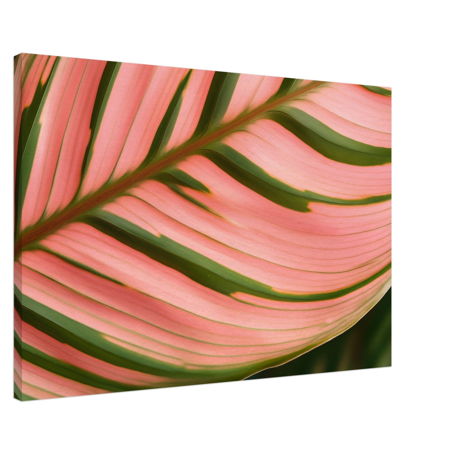 Calathea Farbenspiel Leinwand 60x90 cm - Pixara