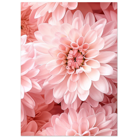 Poster „Rosa Chrysantheme“ mit Nahaufnahme dicht stehender rosa Chrysanthemenblüten, 13x18 cm