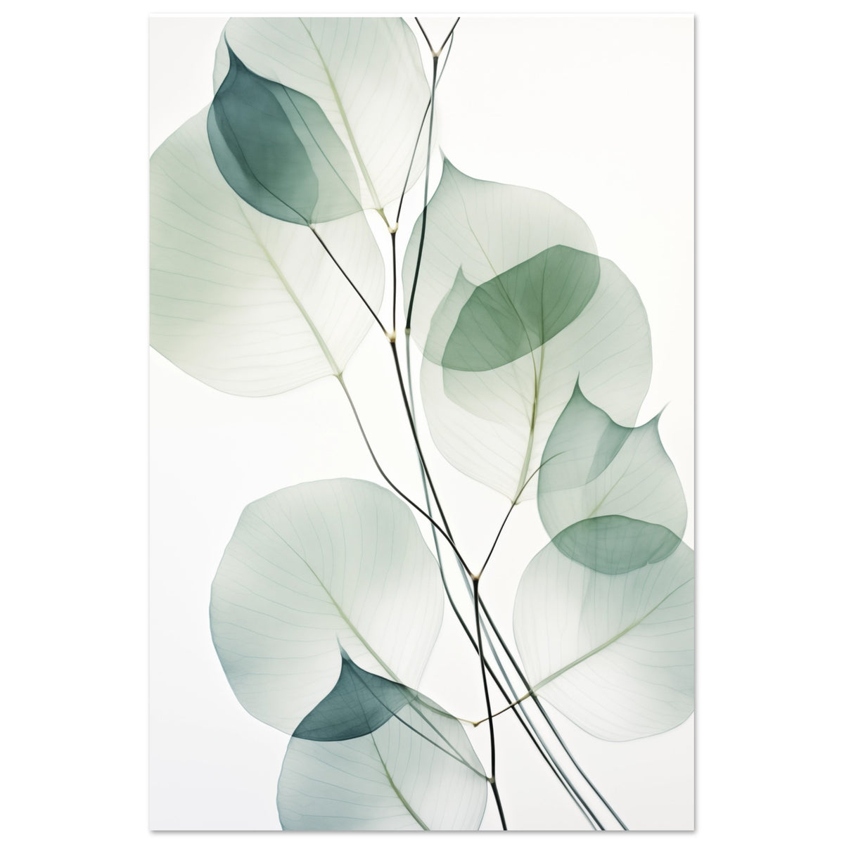 Poster „Eukalyptus Transluzenz“ mit transparente Eukalyptusblätter in Salbeigrün und Mint, 60x90 cm