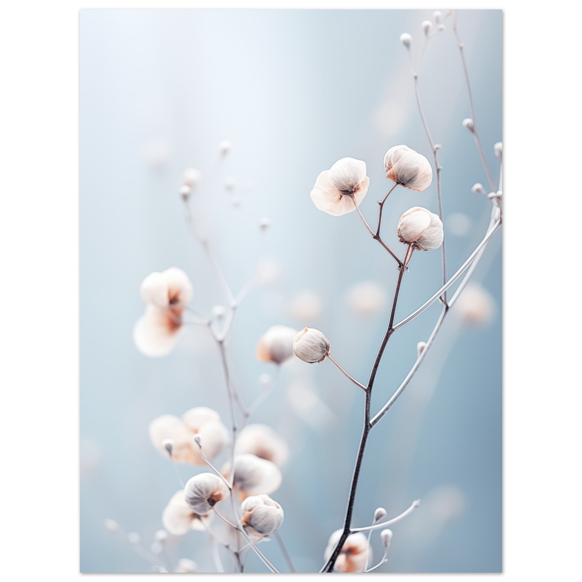 Sanfte Winterblüte Poster 30x40 cm - Pixara