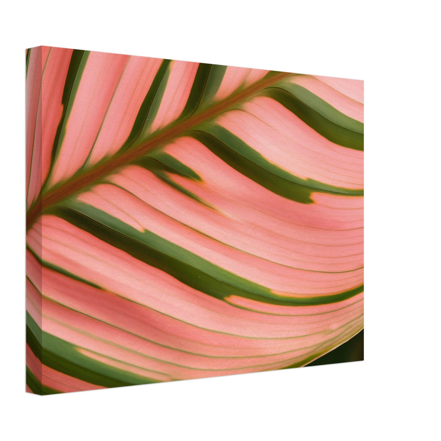 Calathea Farbenspiel Leinwand 30x40 cm - Pixara